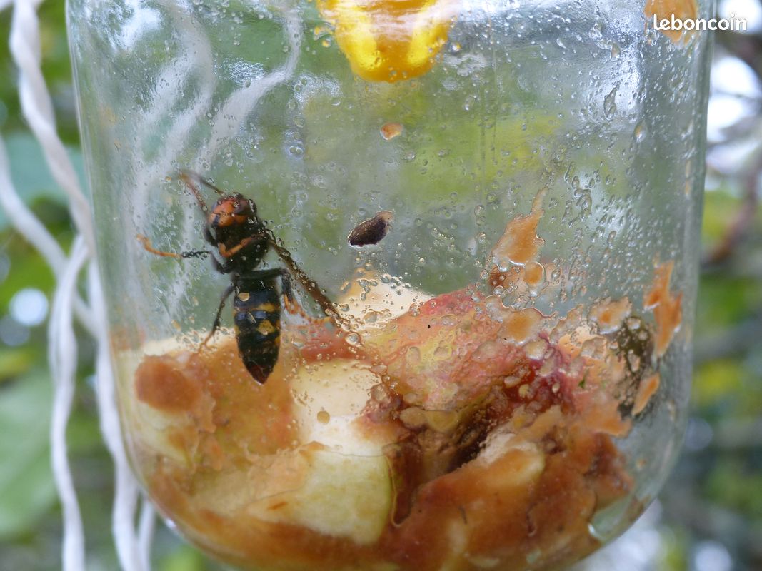 5 pièges à frelon asiatique sélectifs OkyBee – Efficaces, réutilisables et économiques (image 4)