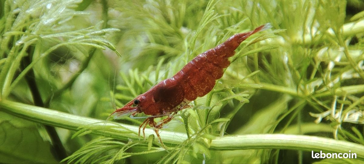 Crevettes res cherry (image 1)
