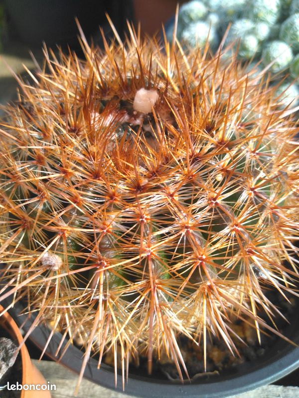 Plantes exotiques (image 4)