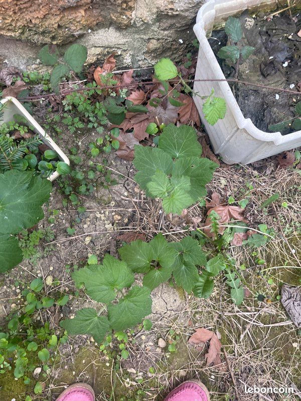 Échange de plante et arbre fruitier (image 4)
