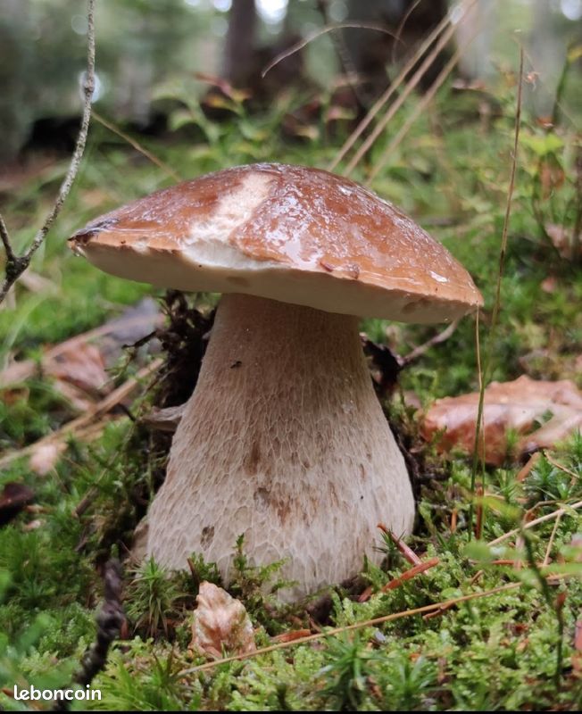 Cèpes frais (image 1)