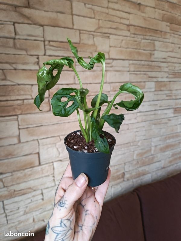 Monstera adansonii 4 (image 2)