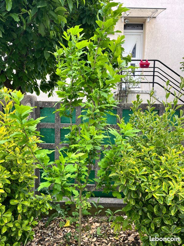 Vend arbre hibiscus 🌺 (image 1)