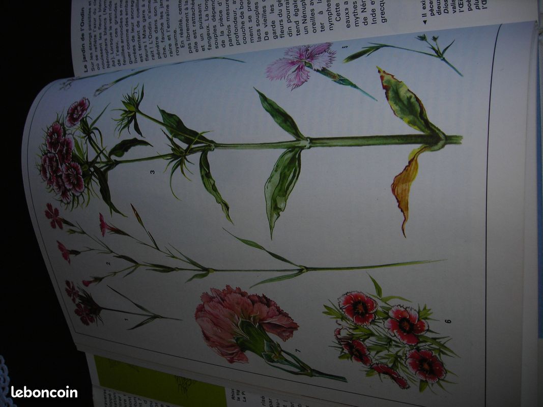 Livre merveilles du monde vegetal grund (image 3)