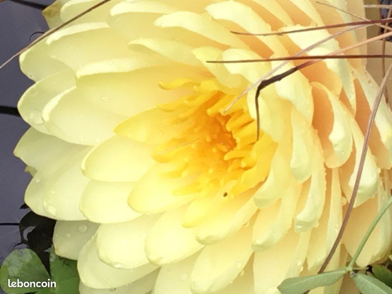 Plante de bassin ,nénuphar lemon meringue (image 2)
