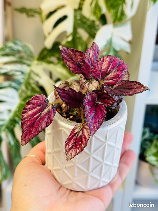 Plante d’intérieur : Begonia rex Hugh McLaughlin (image 4)
