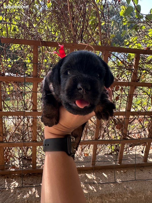 Chiots Jagd Terrier LOF (image 2)