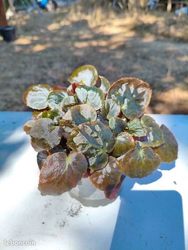 Begonia Metachroa (image 1)
