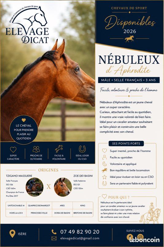 Jeunes chevaux selle français, Z, foals, poulinière (image 1)