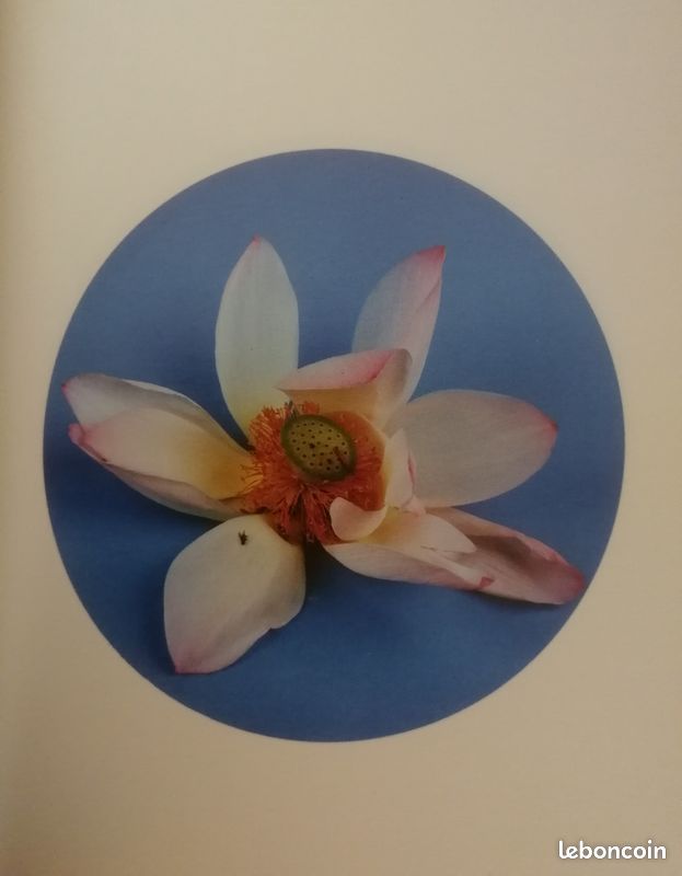 Hong Lei : photographies - peintures (image 5)