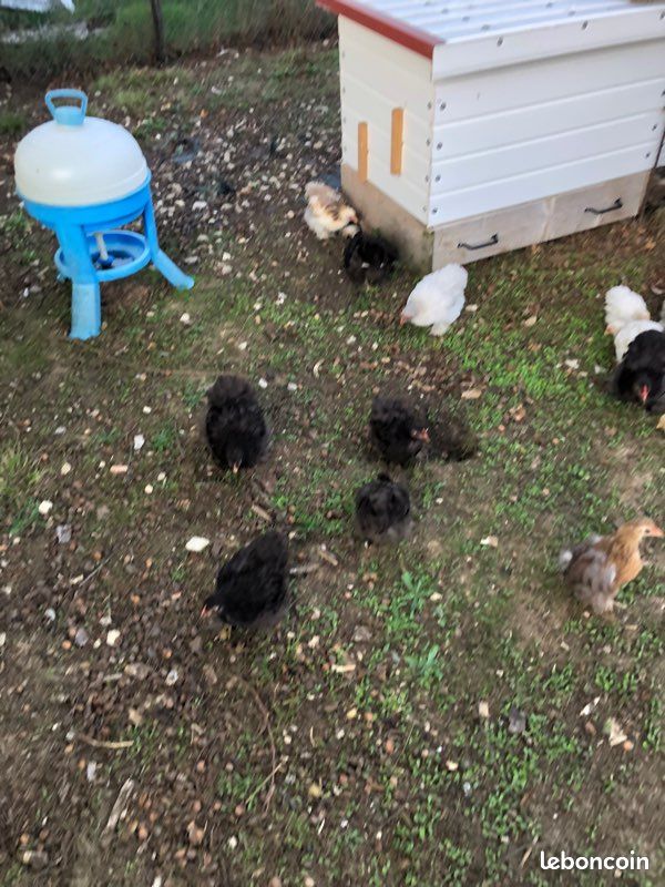 Jeune poule pekin lisse couleur chocolat (image 2)