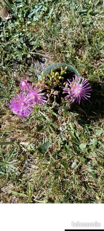 Plante delosperma (image 1)