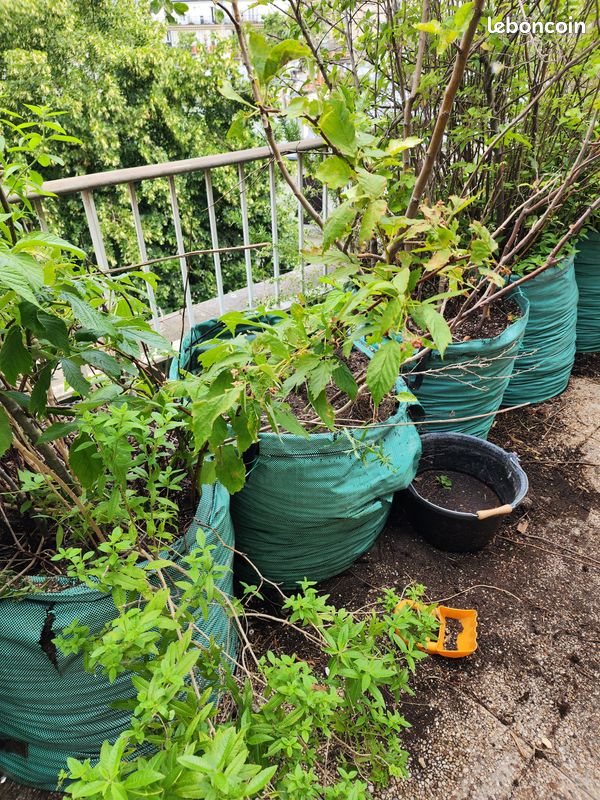 Arbres fruitiers et plantes aromatiques dont verveine citronnelle et sauge ananas de 10 à 40 en fonction de la taille (image 1)