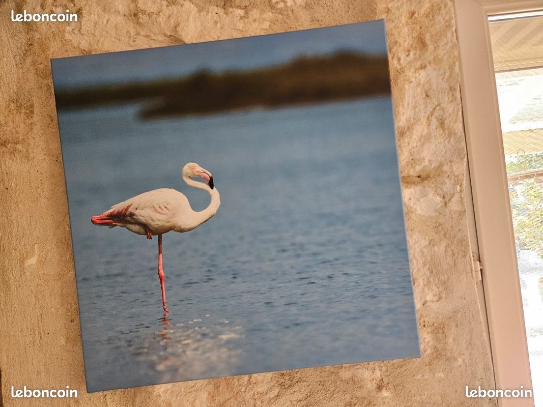 Tableau poster Flamant (image 1)