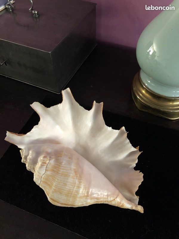 Grand coquillage exotique (image 2)