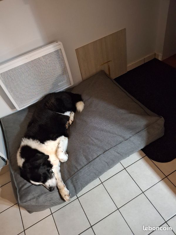 Coussin orthopédique pour chien (image 1)