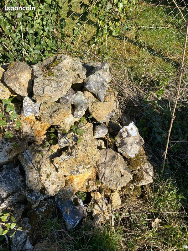 Pierre (image 2)