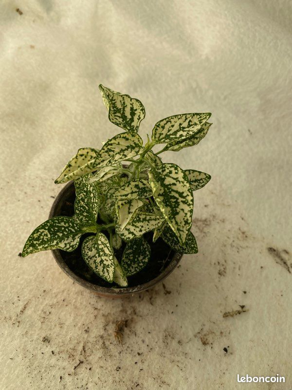 Hypoestes blanc plante intérieur (image 1)
