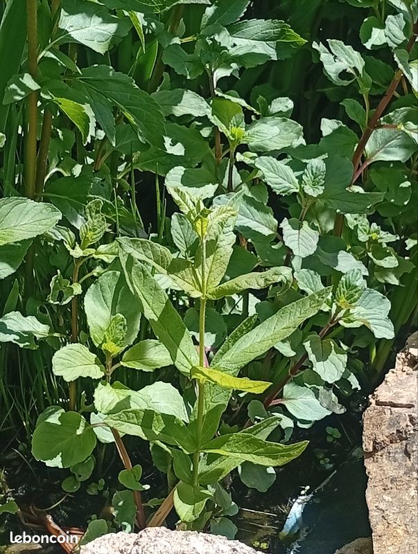 Plante de bassin (image 3)