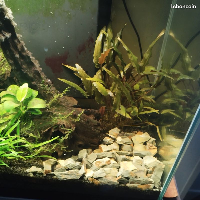 Aquarium 80 l (image 4)