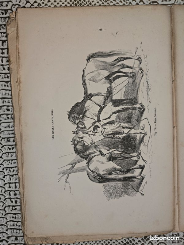 Planches anciennes illustrées – Les races chevalines (lot illustré XIXe siècle) (image 12)