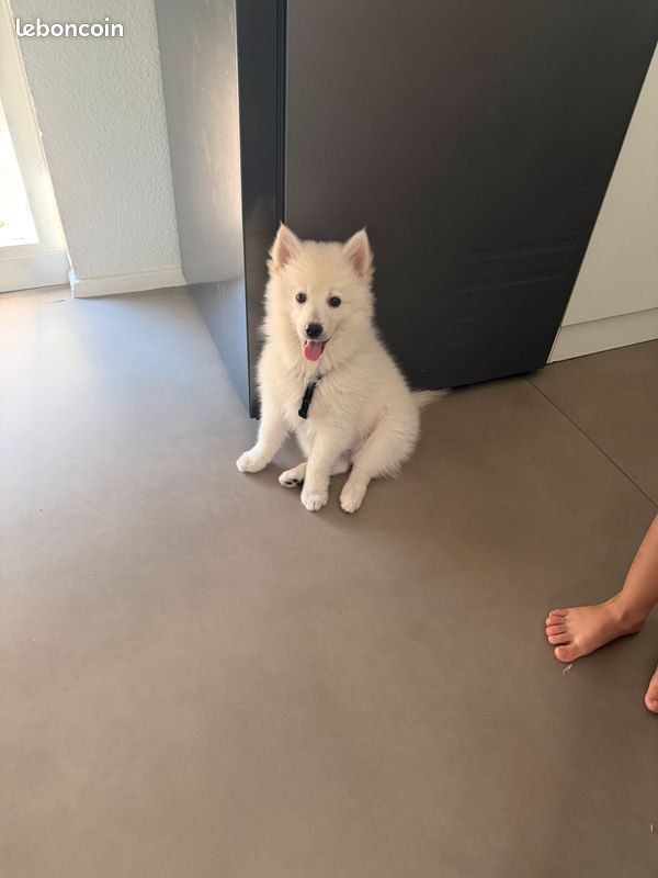 đŸ Bounty â Jeune Pomsky cherche sa nouvelle famille â€ïž (image 1)