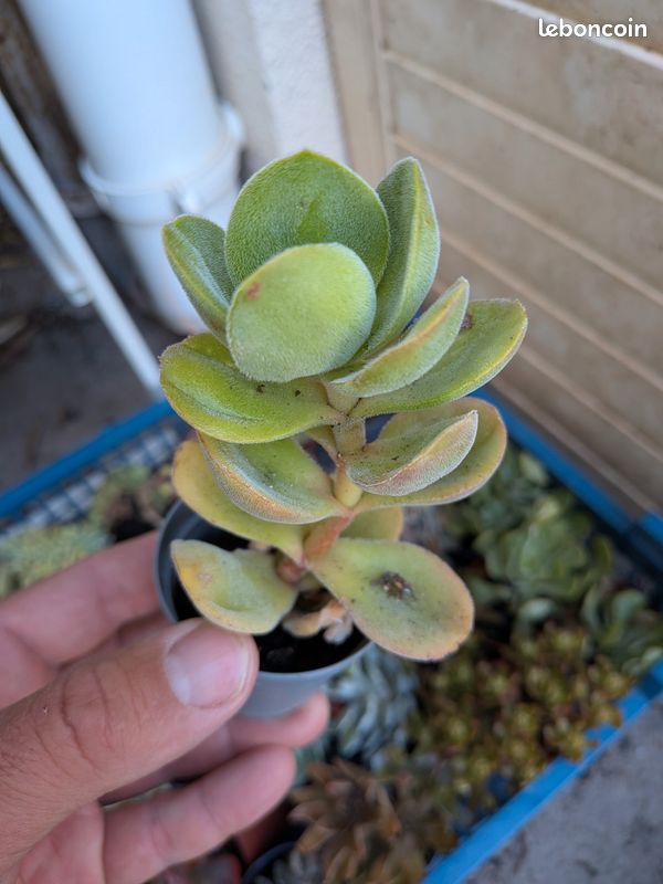Crassula argyrophyla (image 1)