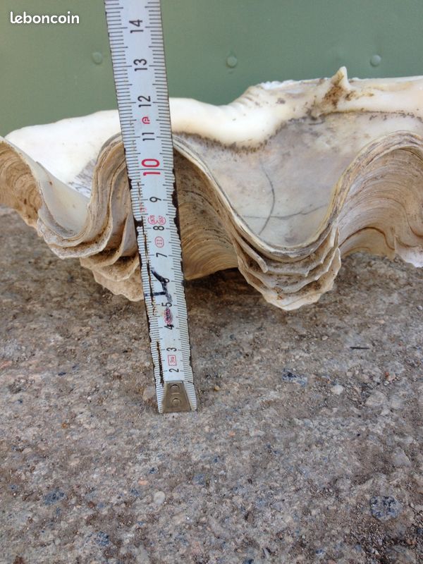 Demi-coquillage (image 7)