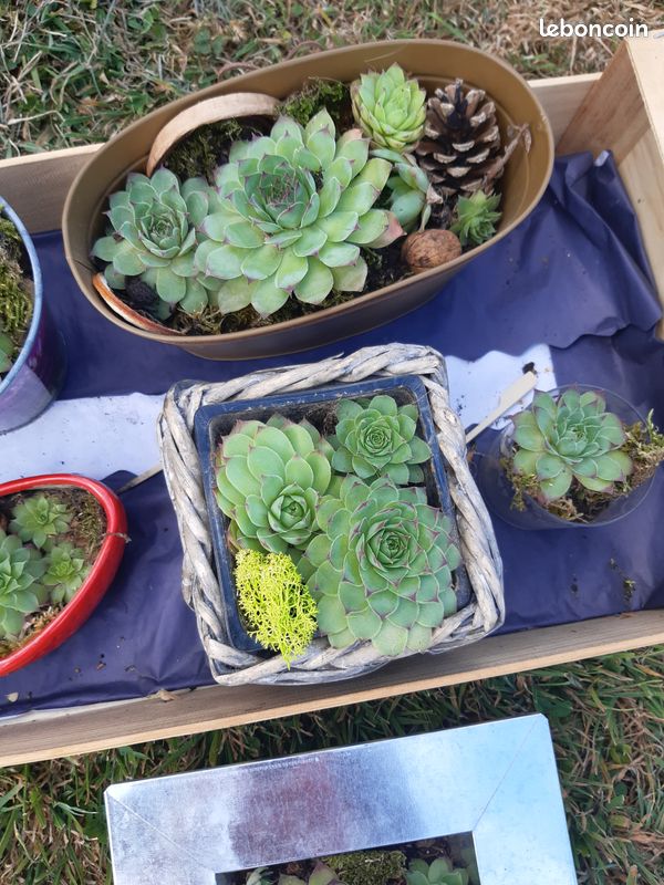 Plante joubarbe (image 2)