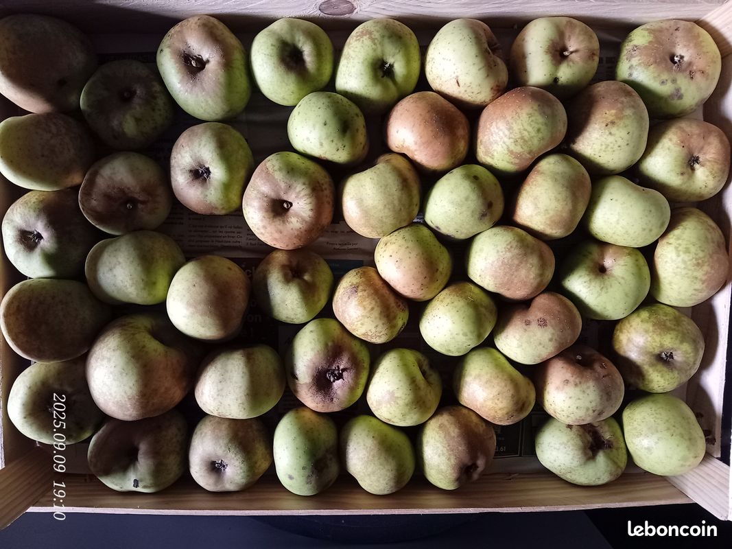 Pommes de pays, différentes variétés (image 1)