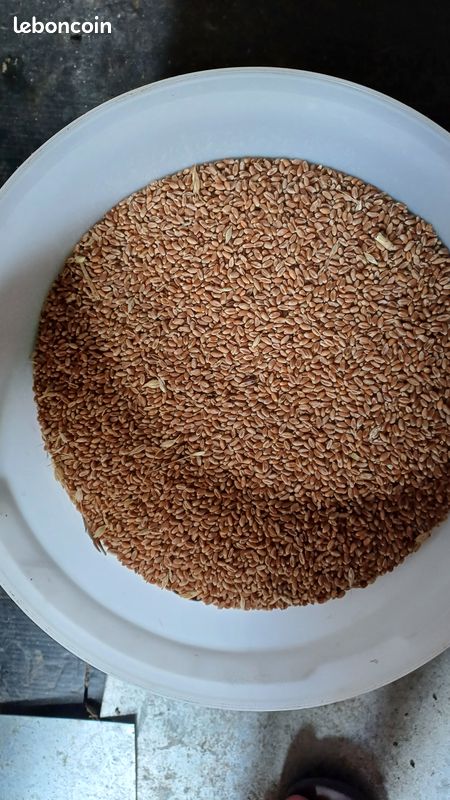 35 kilos de blé (image 2)