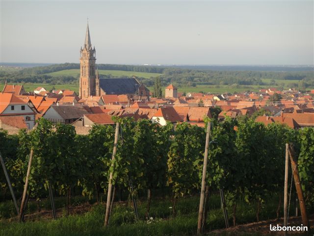 "Le Muscat" Location calme et lumineuse chez le vigneron (image 10)