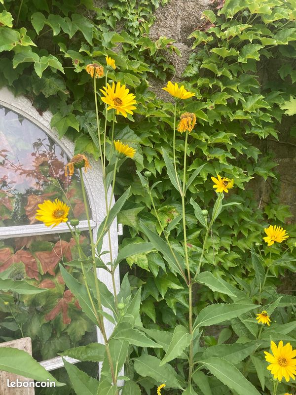 Plantes vivaces et alimentaires (image 6)