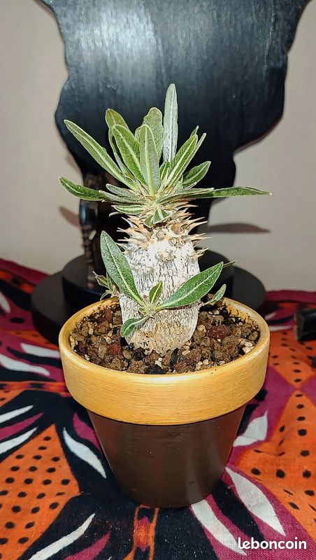 Pachypodium Horombense Caudex Succulente (image 3)