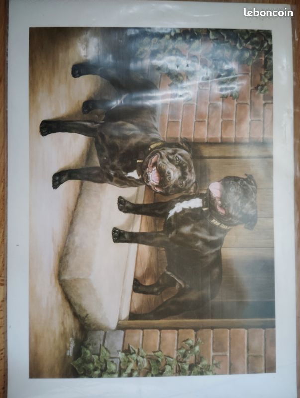 Affiche Staffordshire Bull Terrier (image 2)