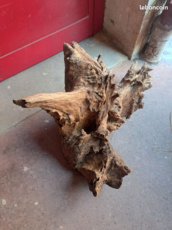 Souche d'arbre (image 3)