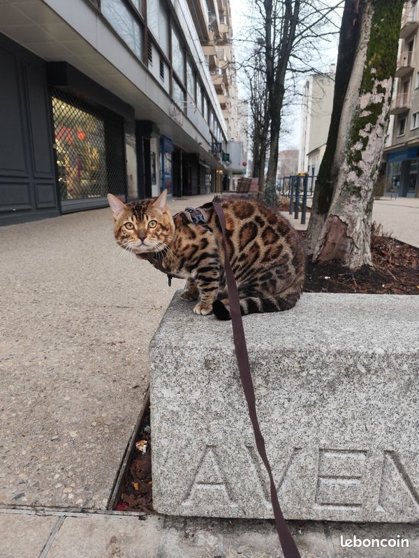 Saillie Bengal loof (image 1)