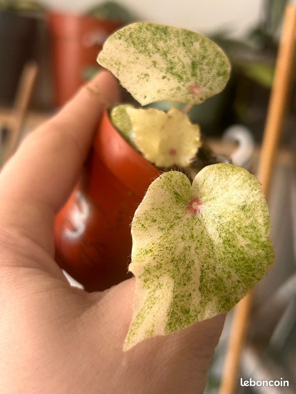 Begonia rouge variegata - Jardin & Plantes