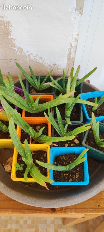 Bouture aloe vera - Jardin & Plantes