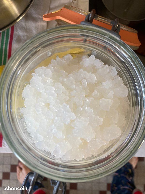 Donne / troque grains de Kefir (image 1)