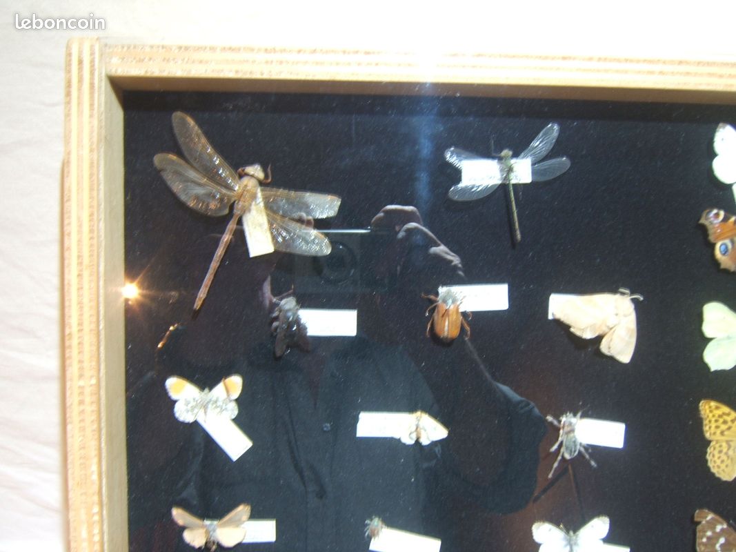 Vitrine présentant des insectes naturalisés des Vosges (image 5)