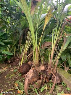 Outils De Jardinage Tondeuse D Occasion Reunion Leboncoin