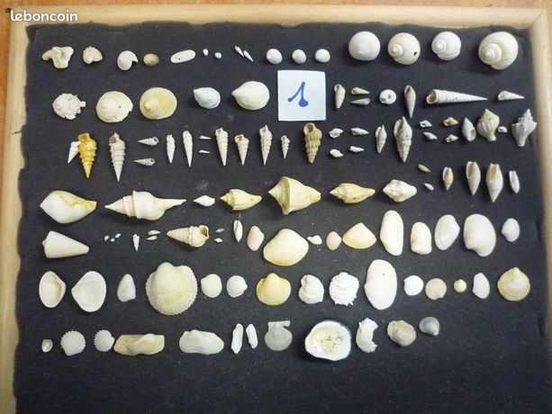 101 especes de fossiles bartonien -lutetien-thanetien