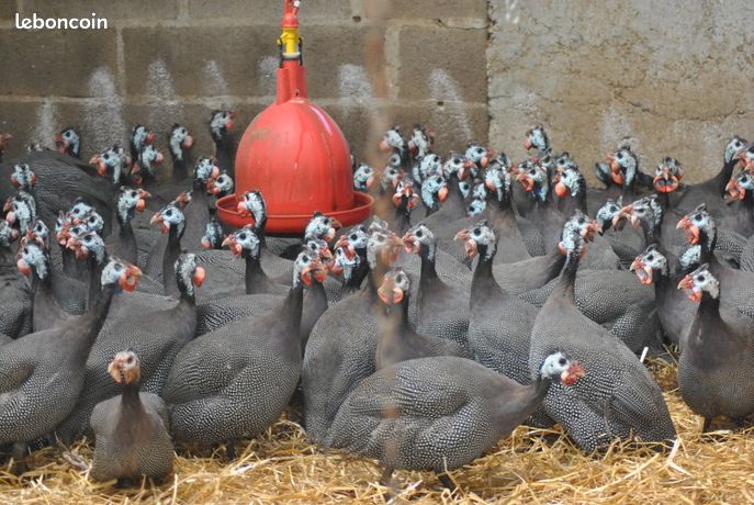 Animaux Chiot Chaton Calvados Leboncoin